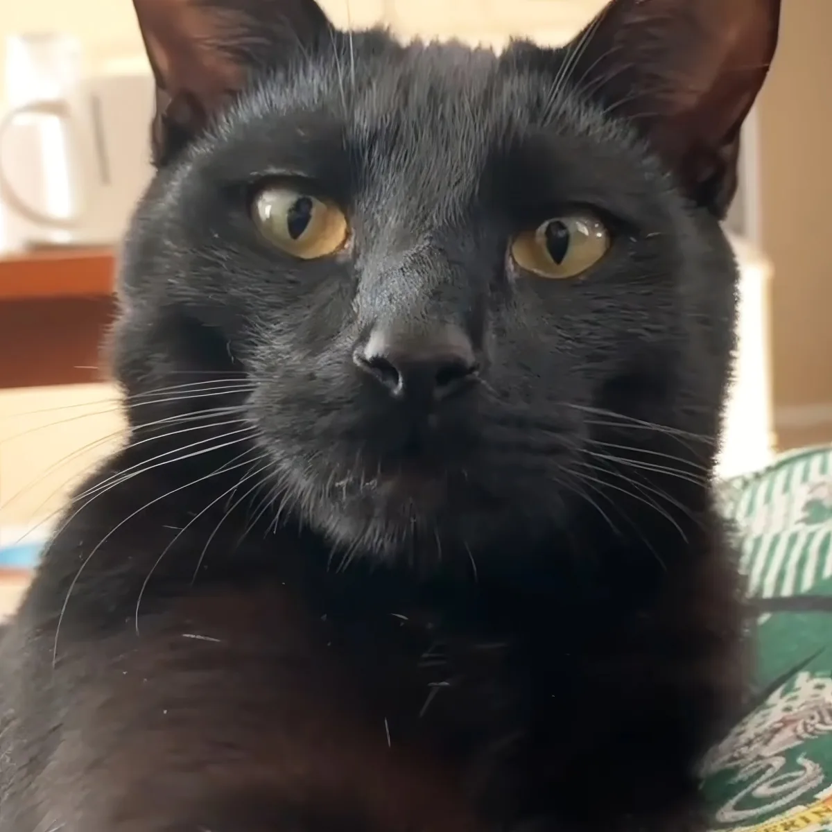 A black cat with striking yellow eyes and a curious expression is sitting on a patterned surface.