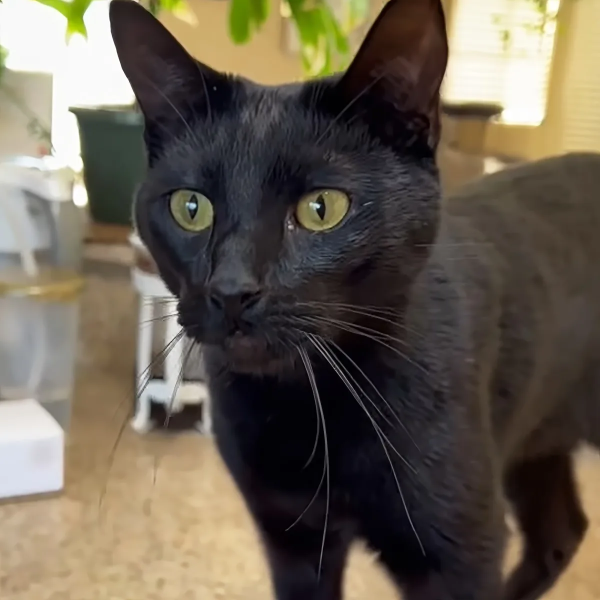 A black cat with striking yellow eyes stands indoors, looking directly at the camera.