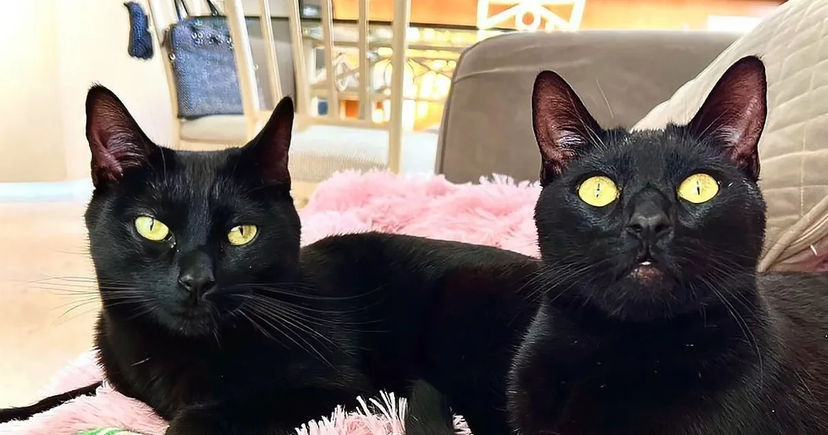 Rescued Cat Can't Stop Saying 'Mama' to Woman Who Saved Him