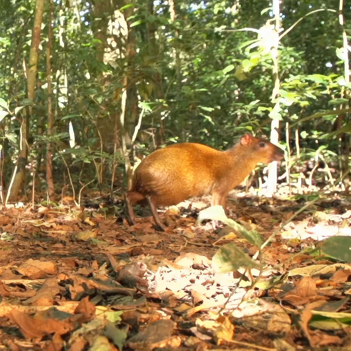 An agouti stands in a forested area with sunlight filtering through the trees.