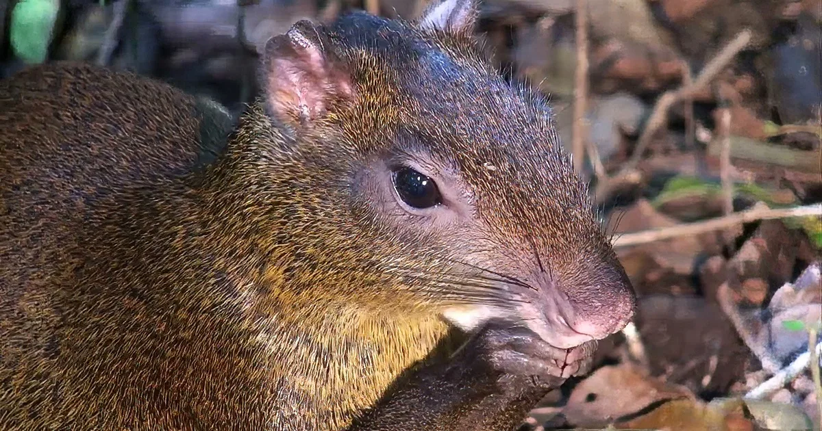 A small, brown agouti stands in a forested area with green foliage in the background.