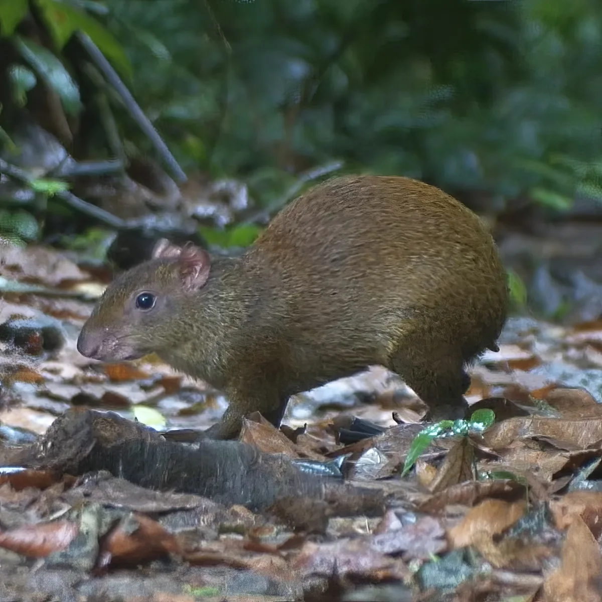 A small, brown agouti stands on a leaf-covered forest floor, surrounded by green foliage.