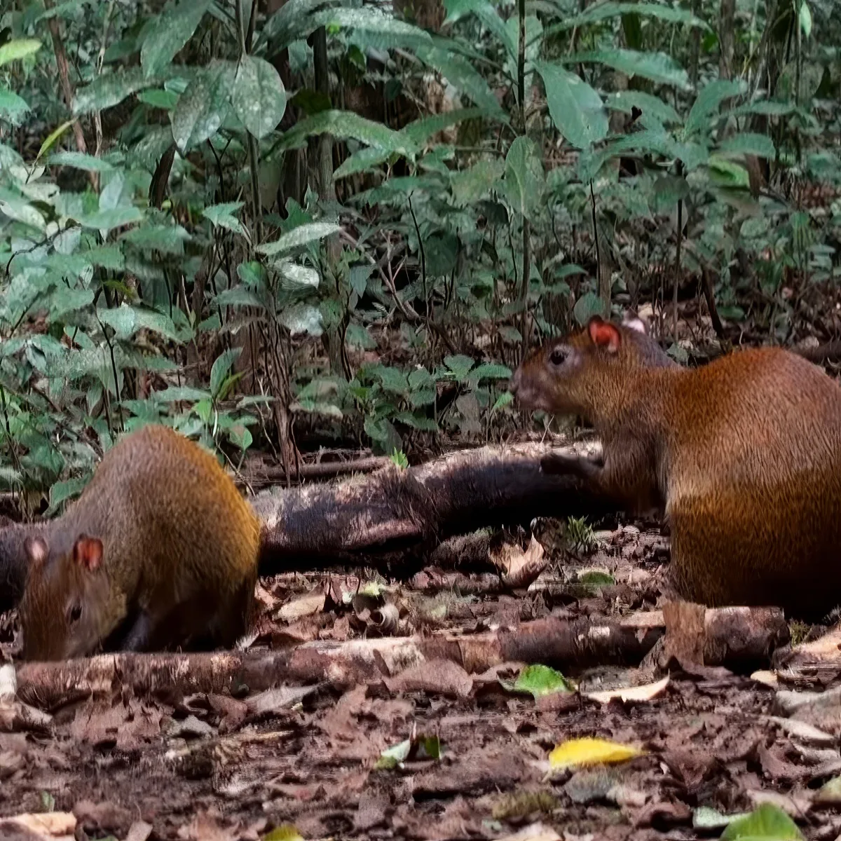 Two agoutis forage among fallen leaves and branches in a lush forest.