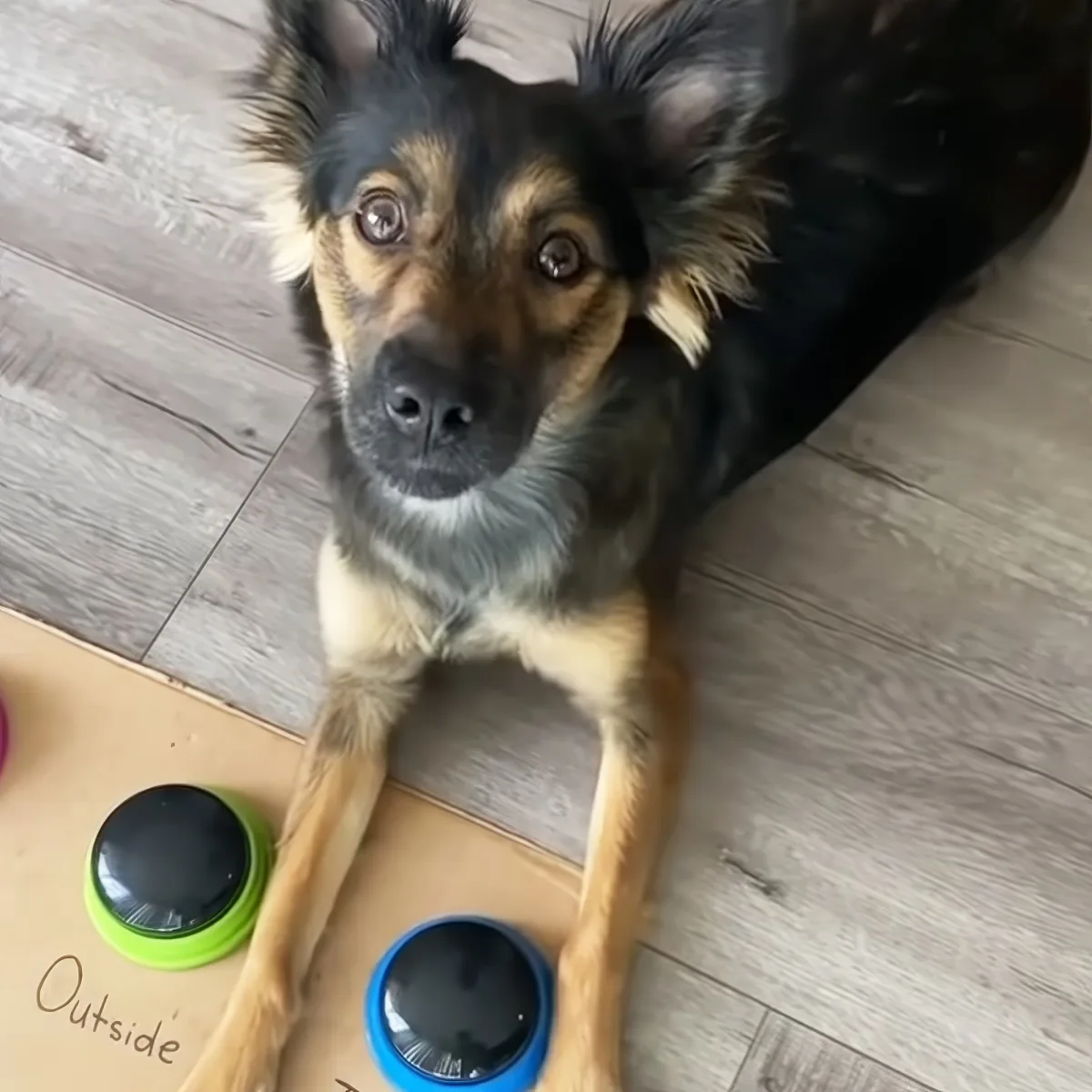 A dog with a mix of black and brown fur sits on a wooden floor, looking up with a curious expression.