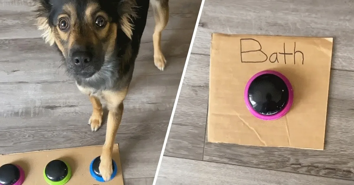 Smart Rescued Dog Loves to Play Hide-and-Seek With Owner