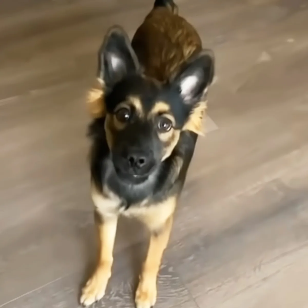 A German Shepherd puppy with a brown patch on its head stands on a light-colored floor, looking directly at the camera.