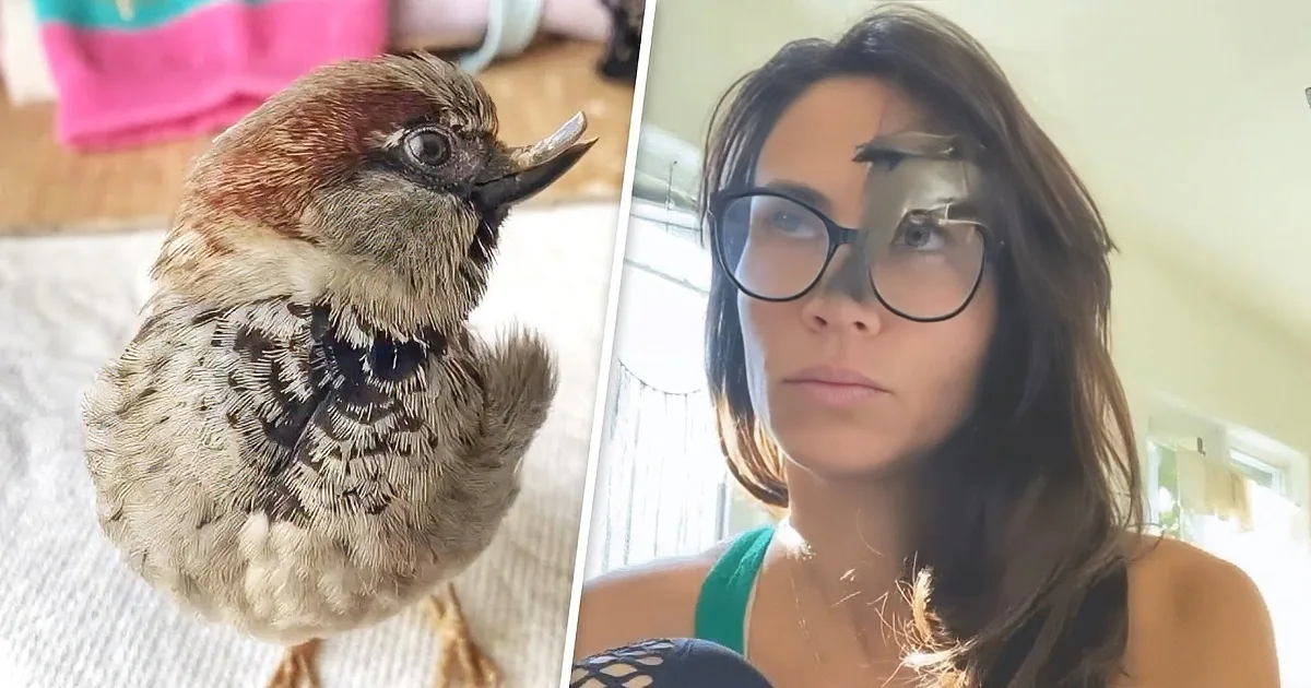 Rescued Sparrow Becomes Inseparable From Owner; Follows Her Like a Puppy