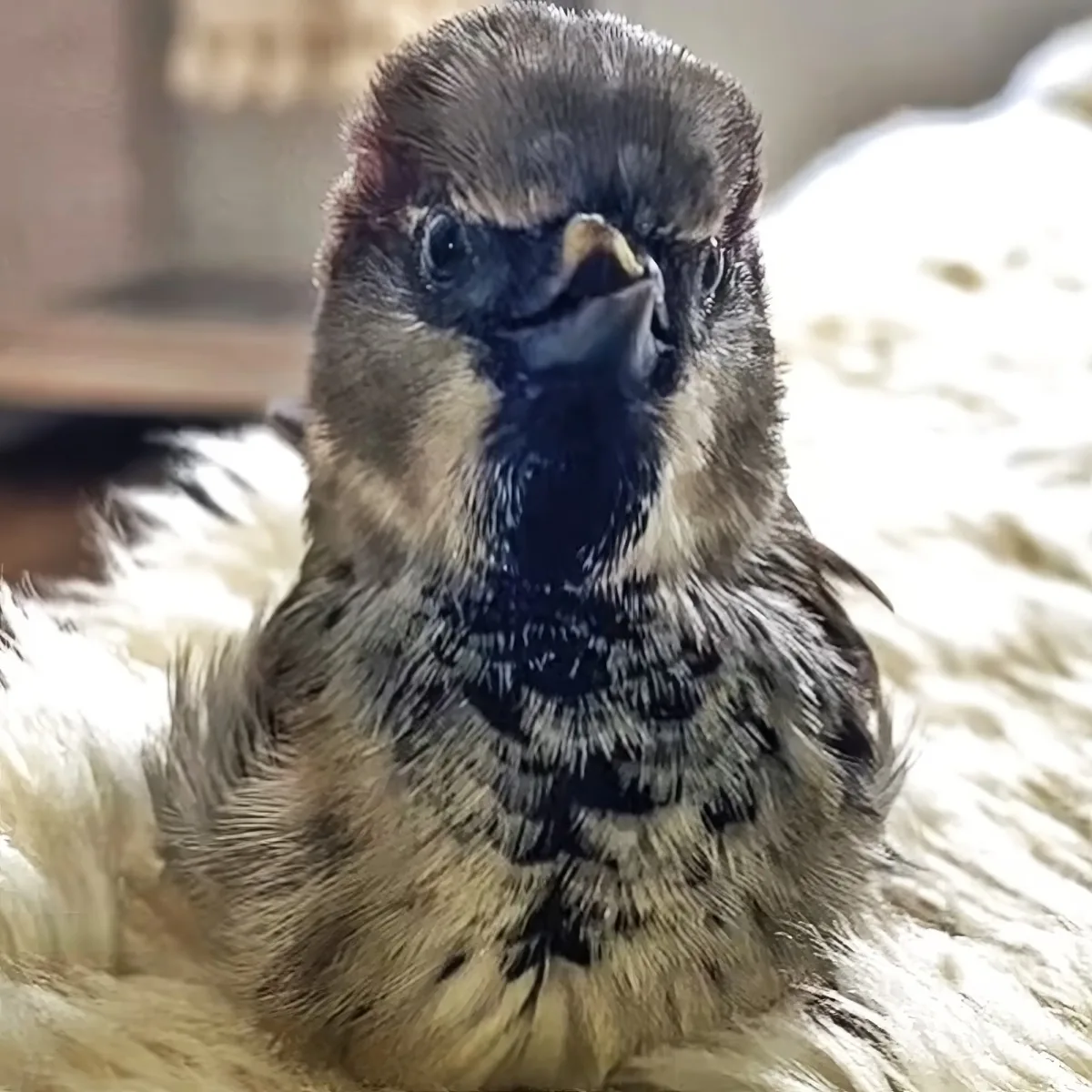 A close-up of a sparrow with a mix of brown and black feathers, perched on a textured surface.
