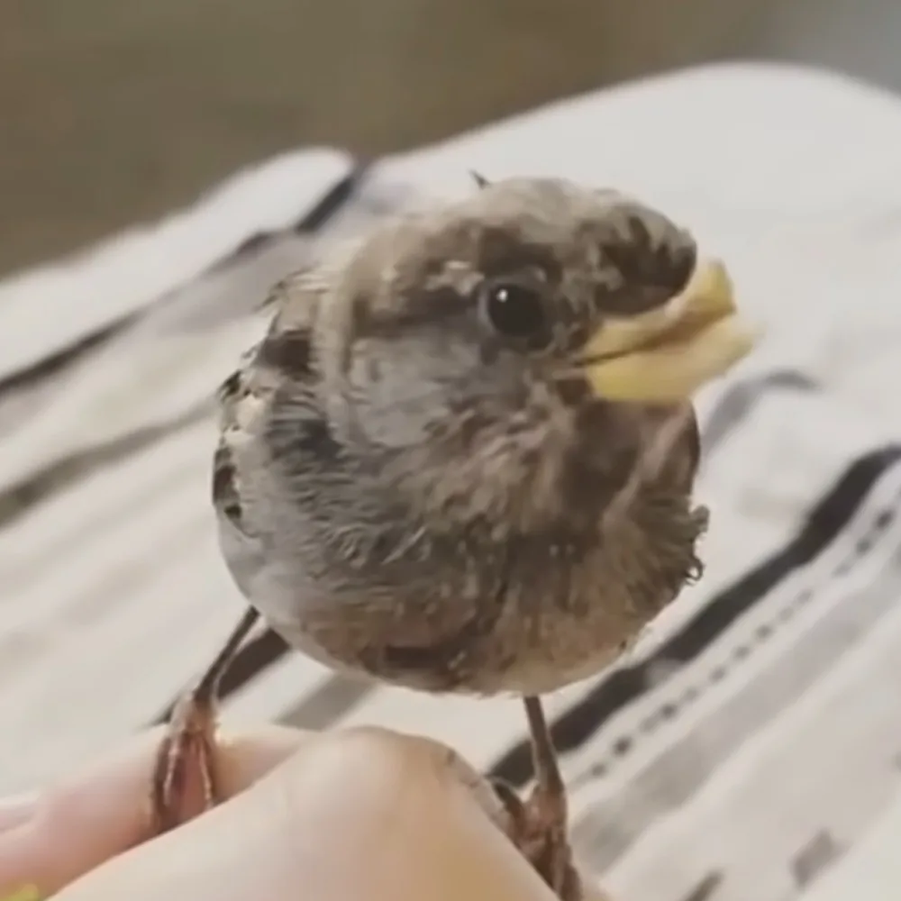 A small bird with a yellow beak perches on a white surface, looking directly at the camera.