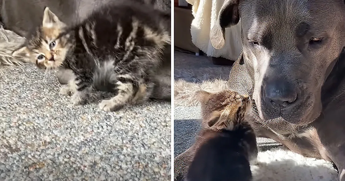 Half-Pound Kitten and 130-Pound Dog Become Inseparable Pals