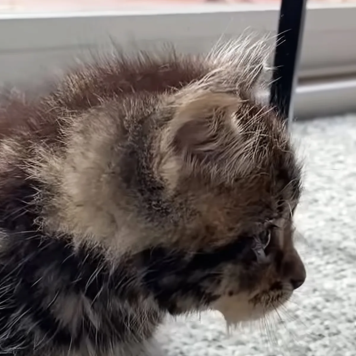 A fluffy, light-colored kitten with dark markings on its face and chest is looking to the side.