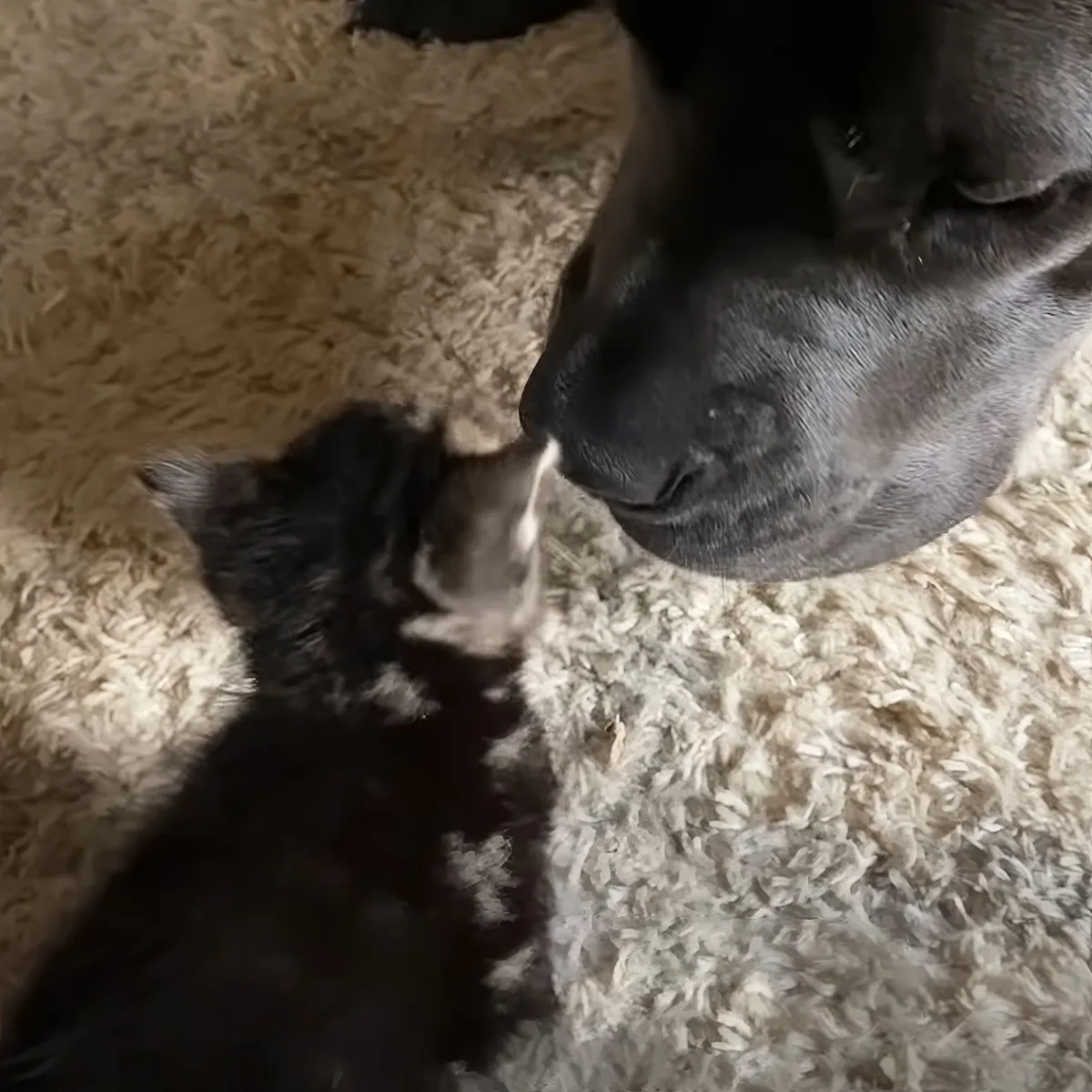 Kitten and dog