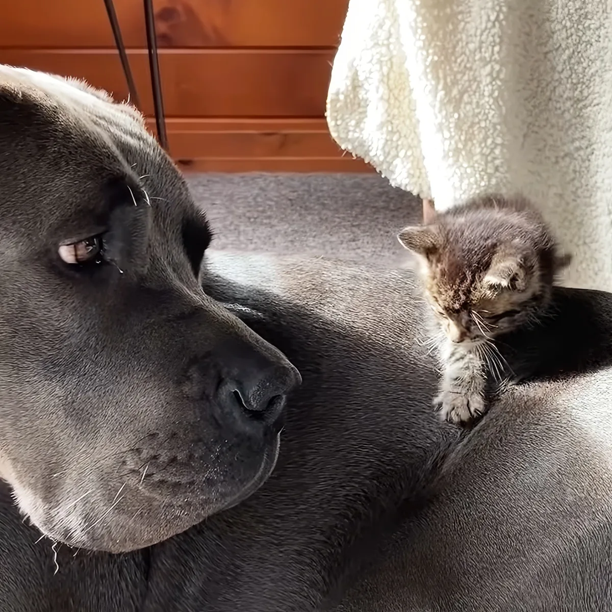 Kitten and dog