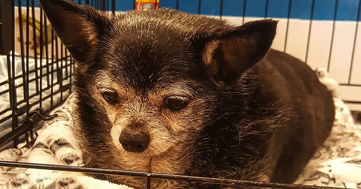 Senior Chihuahua Undergoes Incredible Weight Loss Transformation
