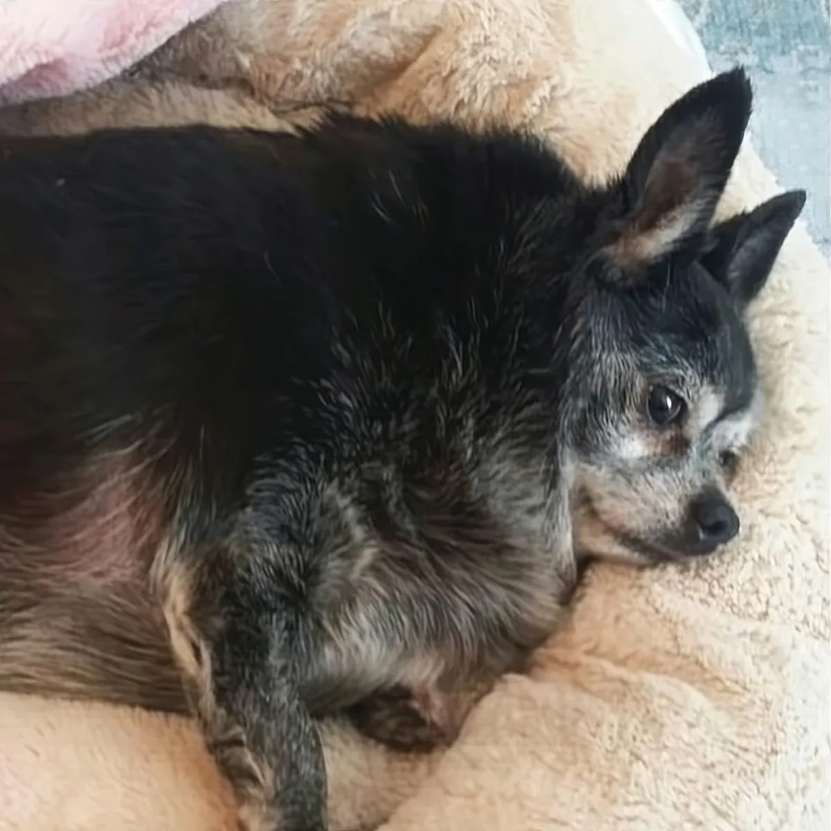 A small, fluffy dog with black and gray fur rests on a soft, light-colored cushion.