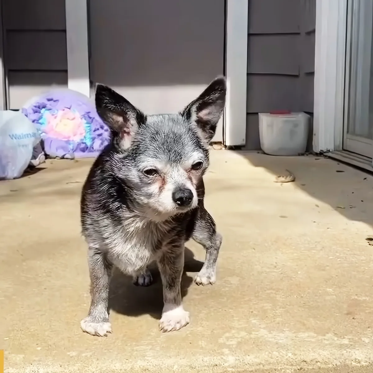 A small, wet dog with pointy ears stands on a concrete surface, looking slightly to the side.
