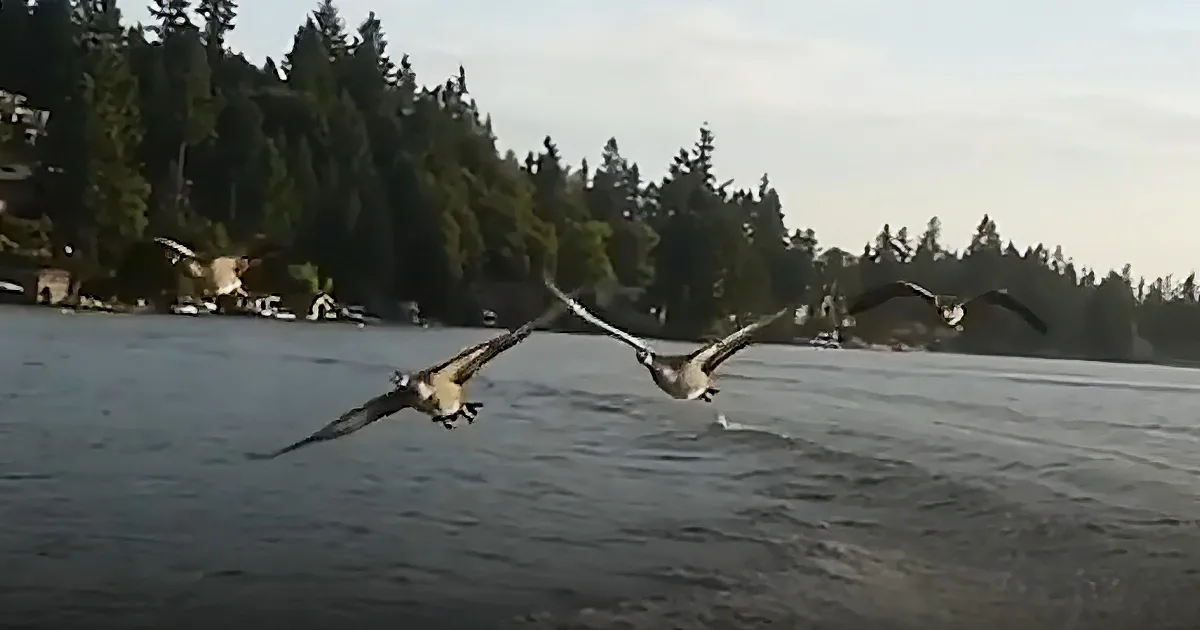 Geese take flight over a calm body of water with a forested background.