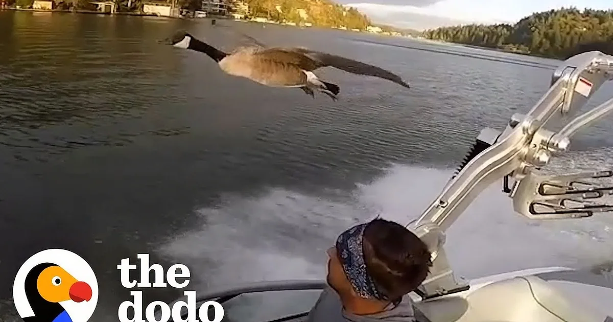 A goose spreads its wings wide as it flies over a boat on a cloudy day.