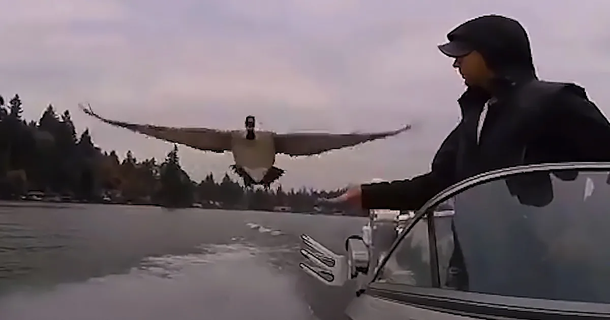 A man on a boat reaches out as a Canada goose flies low over the water.