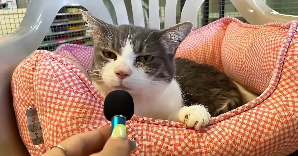 A cat with a white and gray coat sits in a red checkered bed, looking at a microphone held by a person.