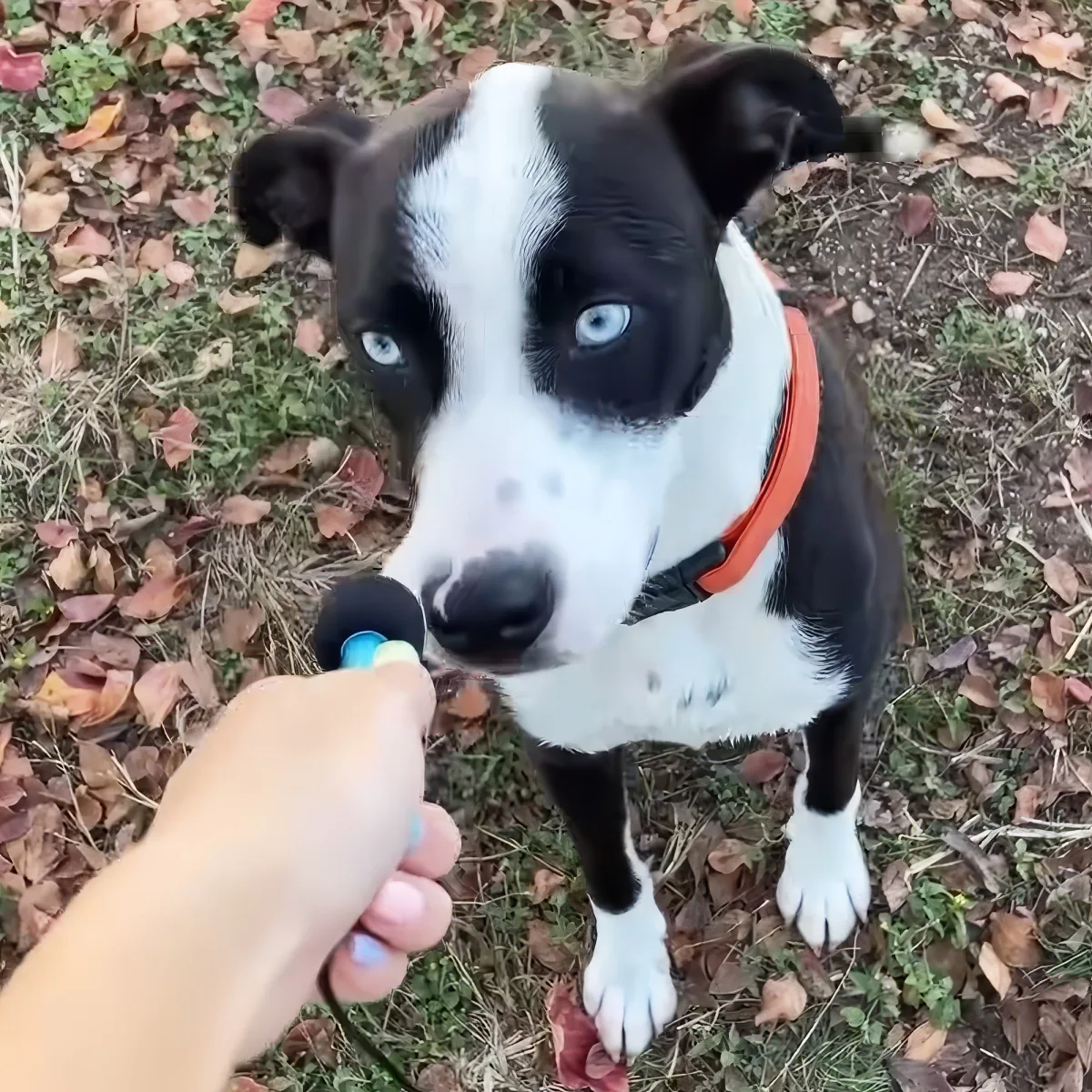 Woman interviews dog
