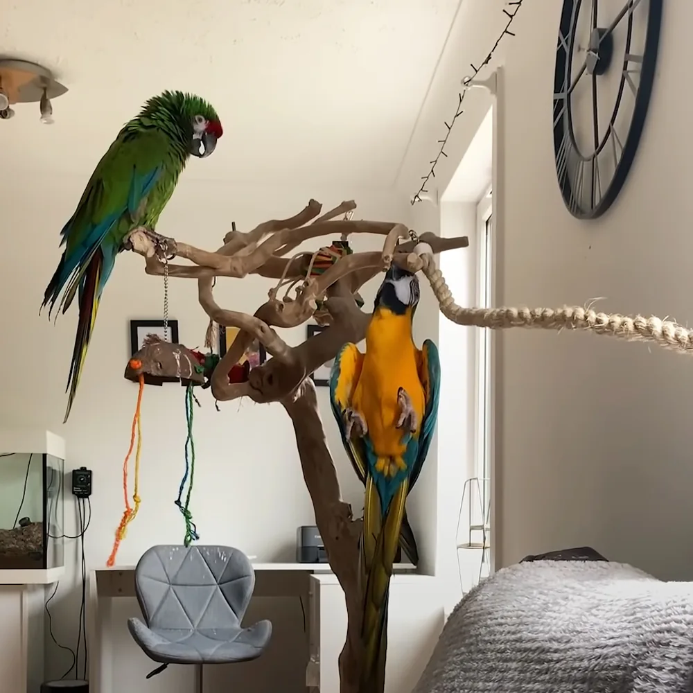 Two colorful parrots perch on a wooden branch in a room with a bicycle wheel on the wall.