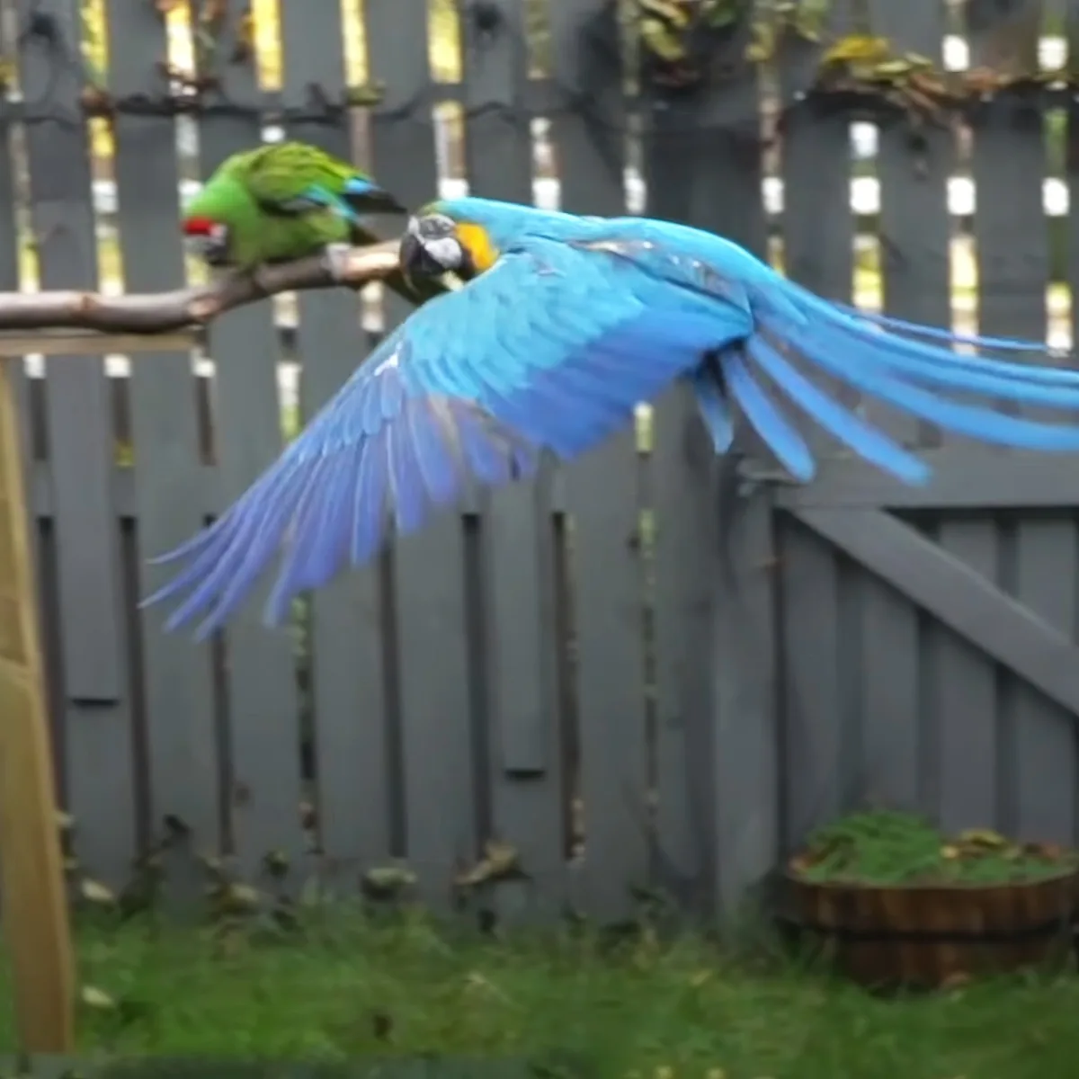 A vibrant blue macaw takes flight, its wings spread wide, against a backdrop of a wooden fence and greenery.