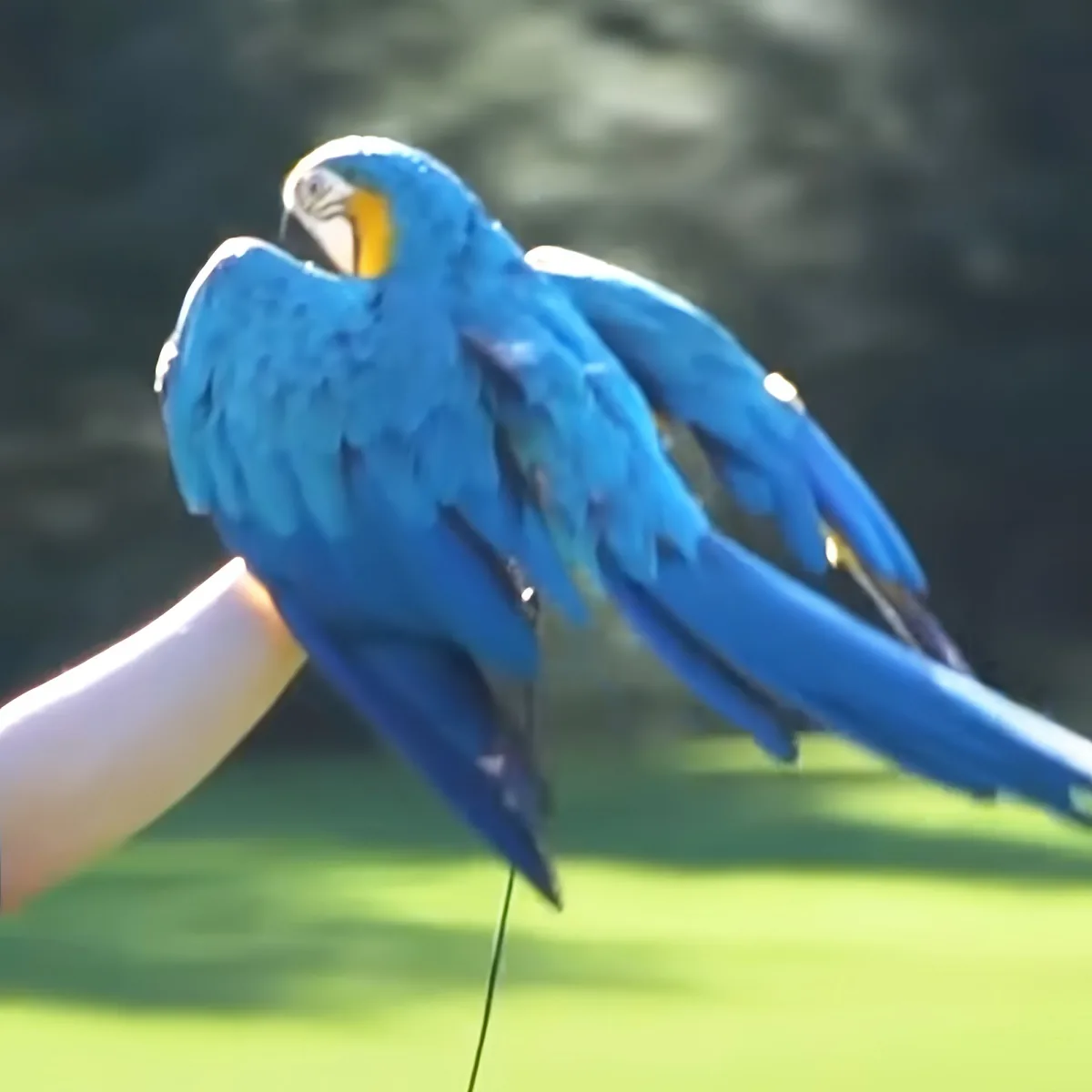 A vibrant blue parrot perched on a person's arm, showcasing its striking feathers and yellow beak.