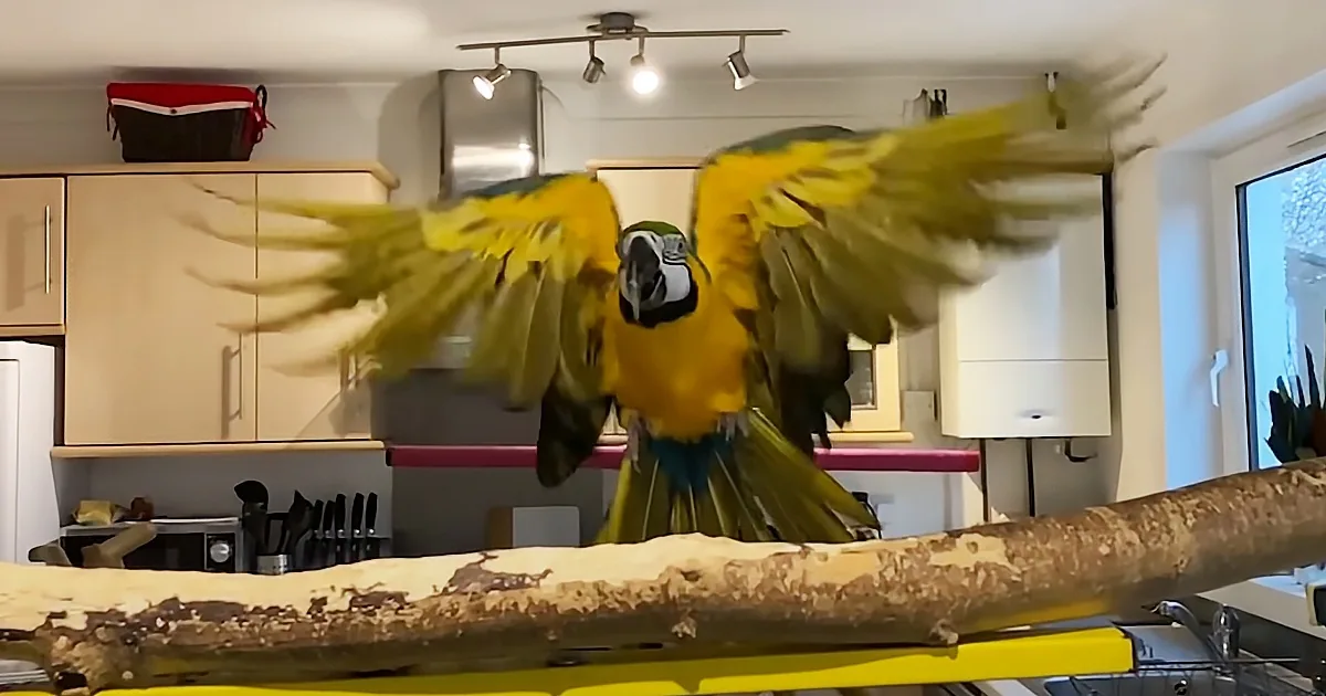 Parrot Rescued From Cage Finally Learns How to Fly
