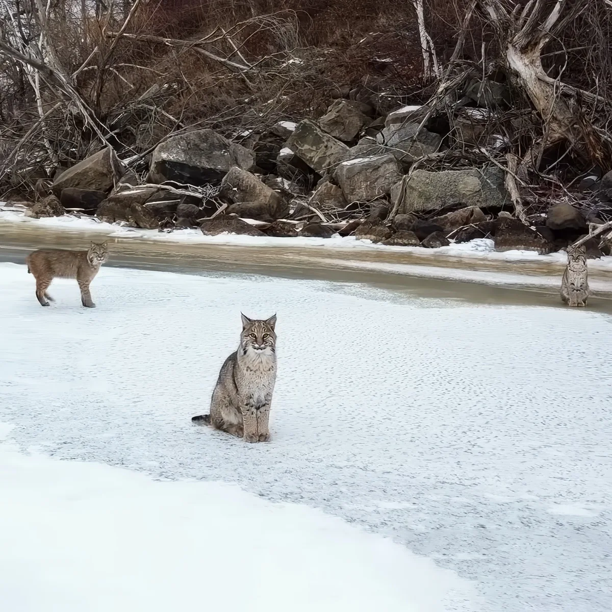 A bobcat sits on ice, with two others nearby, surrounded by snow and rocks.