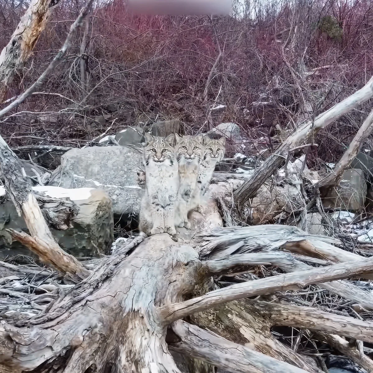 Three bobcats sit atop a fallen tree in a snowy, wooded area.