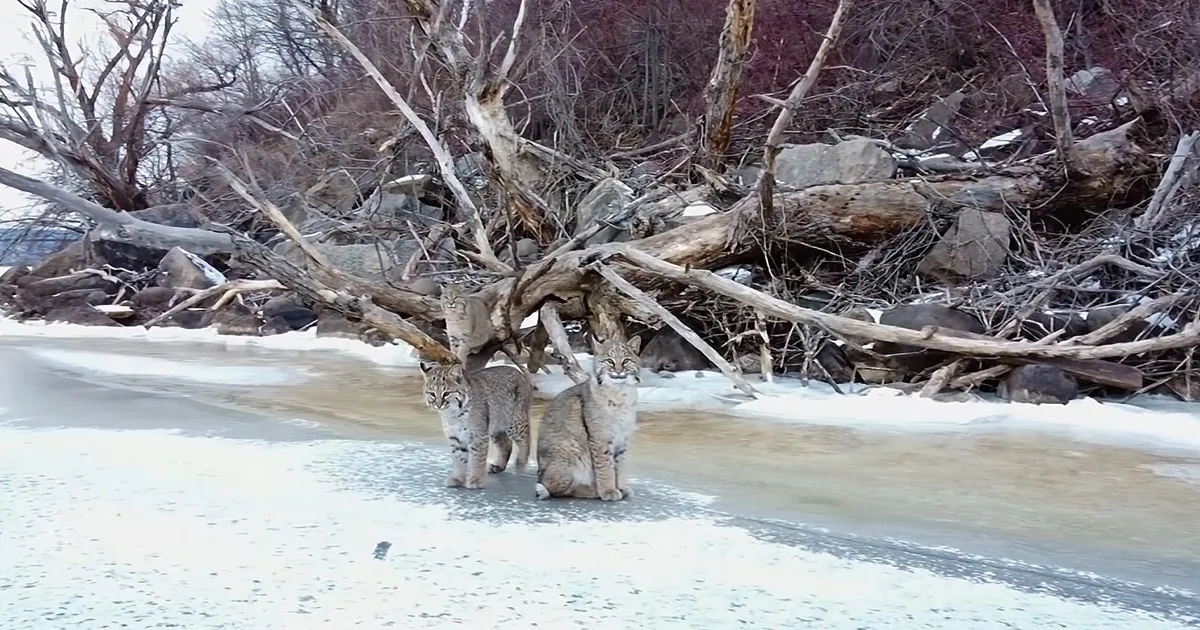 Two bobcats stand on icy riverbank, surrounded by fallen trees and snow-covered ground.