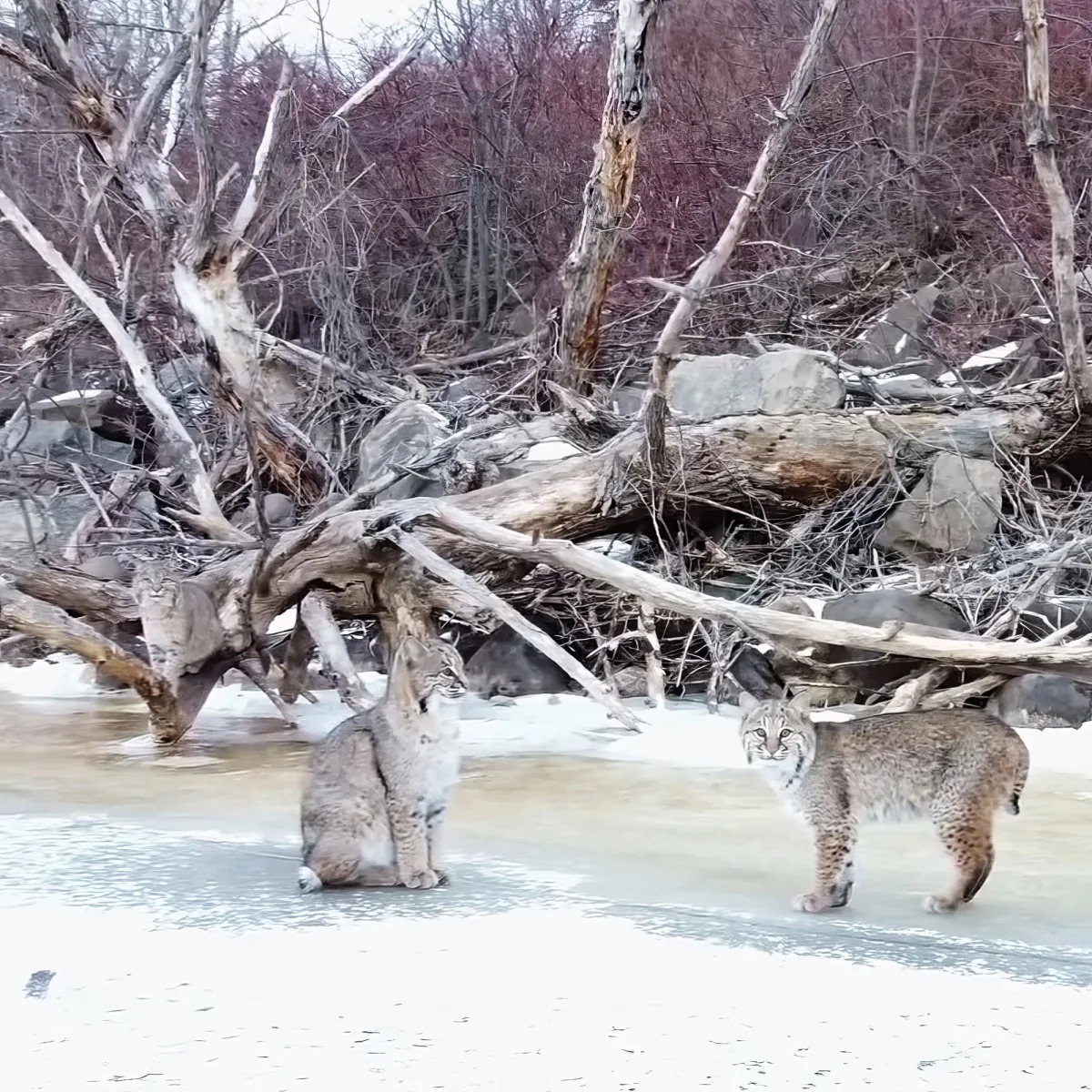 Two bobcats stand on icy ground near a pile of driftwood and bare trees.
