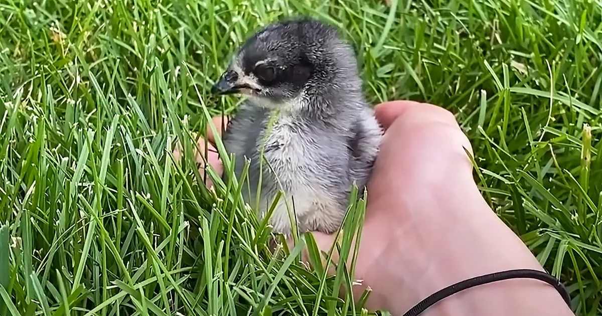 Tiny Rescue Chicken Imprints on Her Human Mom