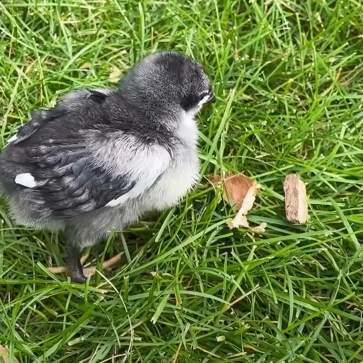 Tiny rescue chicken