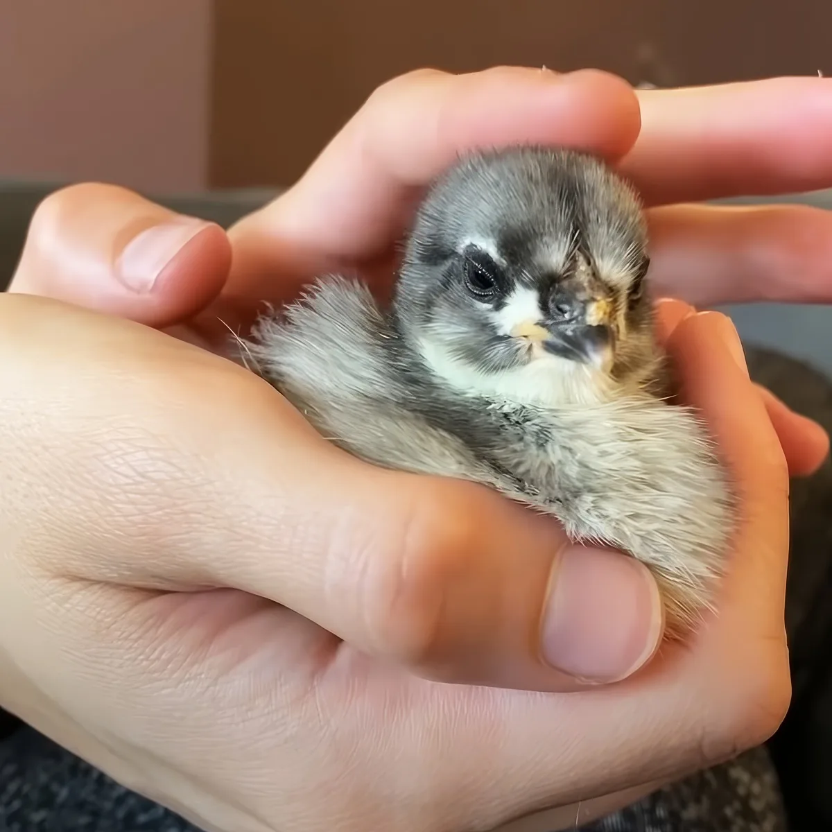 Tiny rescue chicken