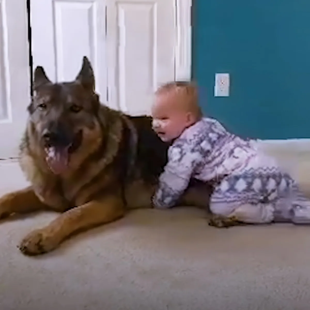 Dog and baby