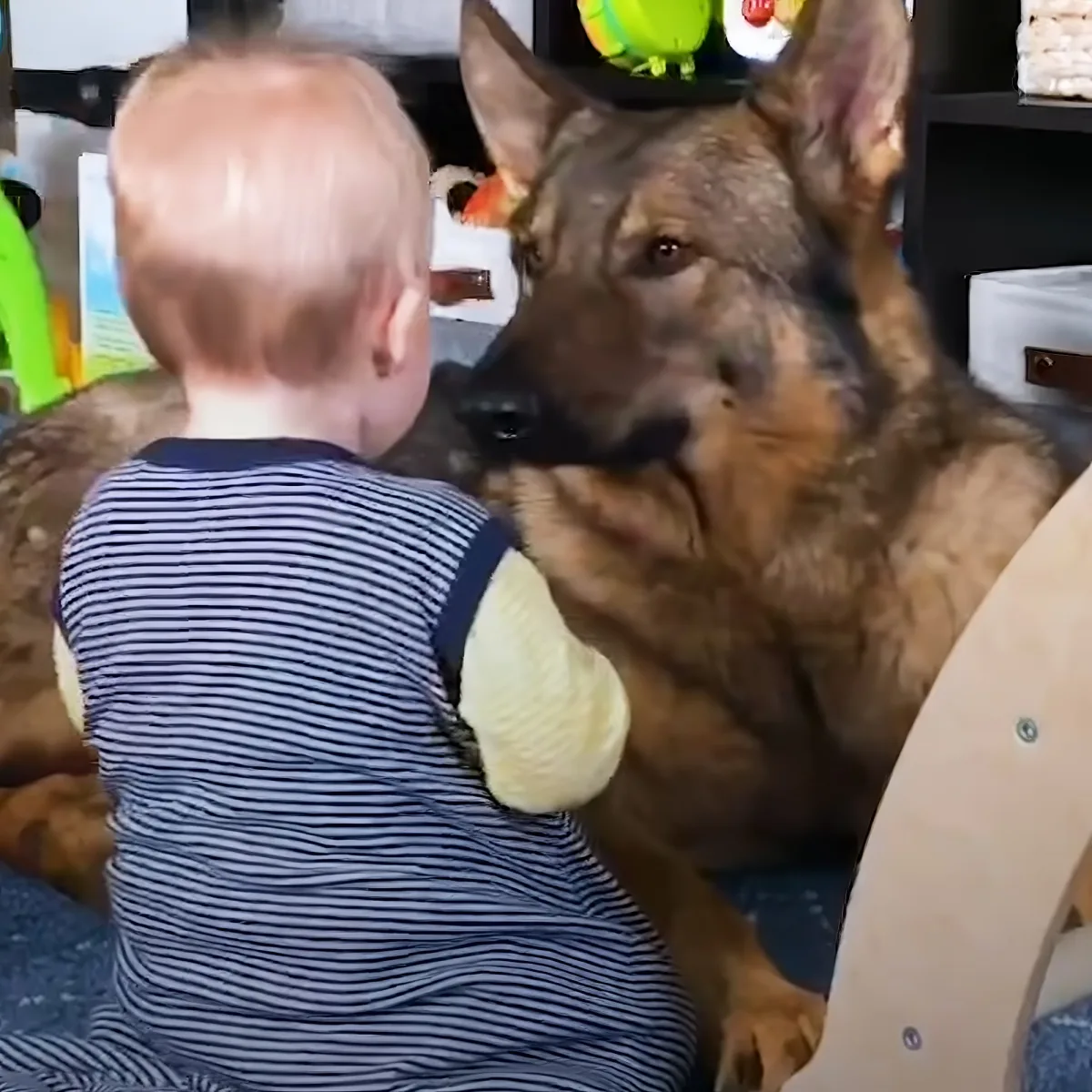 Dog and baby