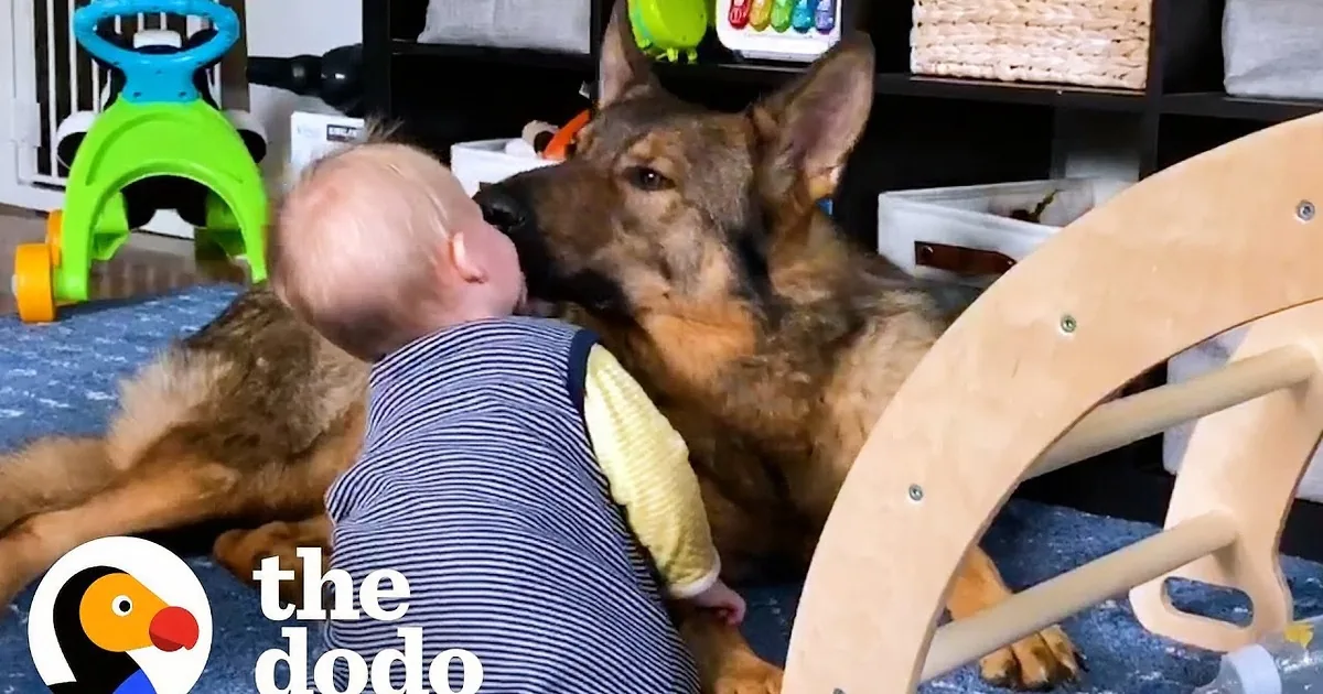 A German Shepherd dog gently interacts with a baby, both sitting on a carpeted floor surrounded by toys.