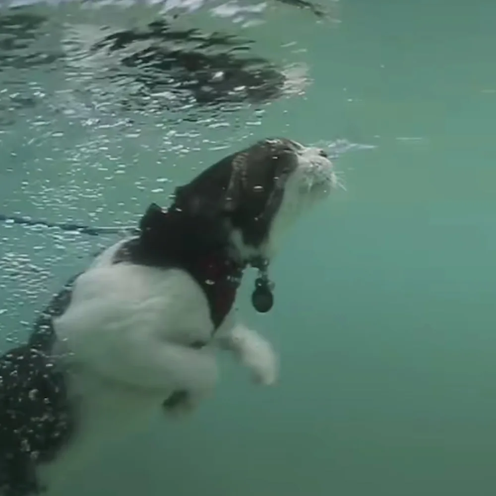 A black and white dog wearing a red harness swims underwater, creating bubbles around it.