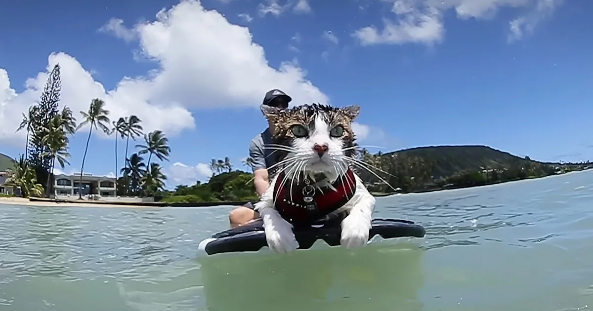 Hawaiian Surfer Cat Loves to Hang out With Parents on the Water