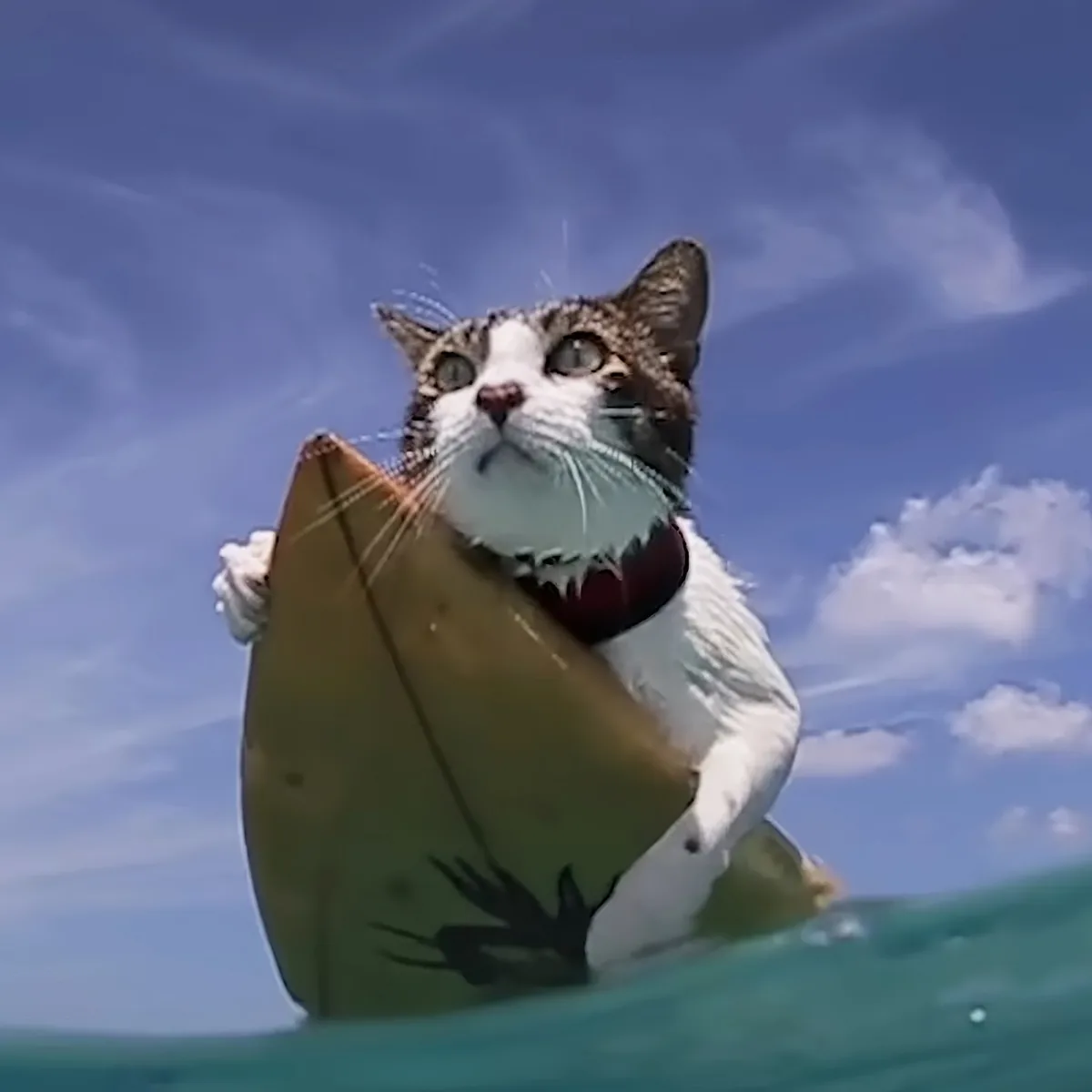 A cat wearing a red collar is surfing on a yellow surfboard in the ocean under a blue sky.