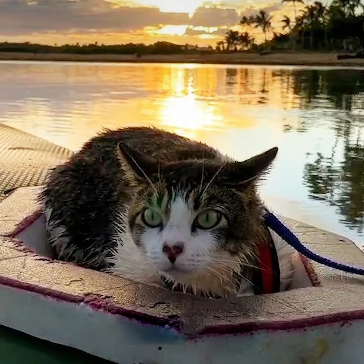 A wet cat with green eyes sits in a boat, gazing at the camera with a serene sunset and palm trees in the background.
