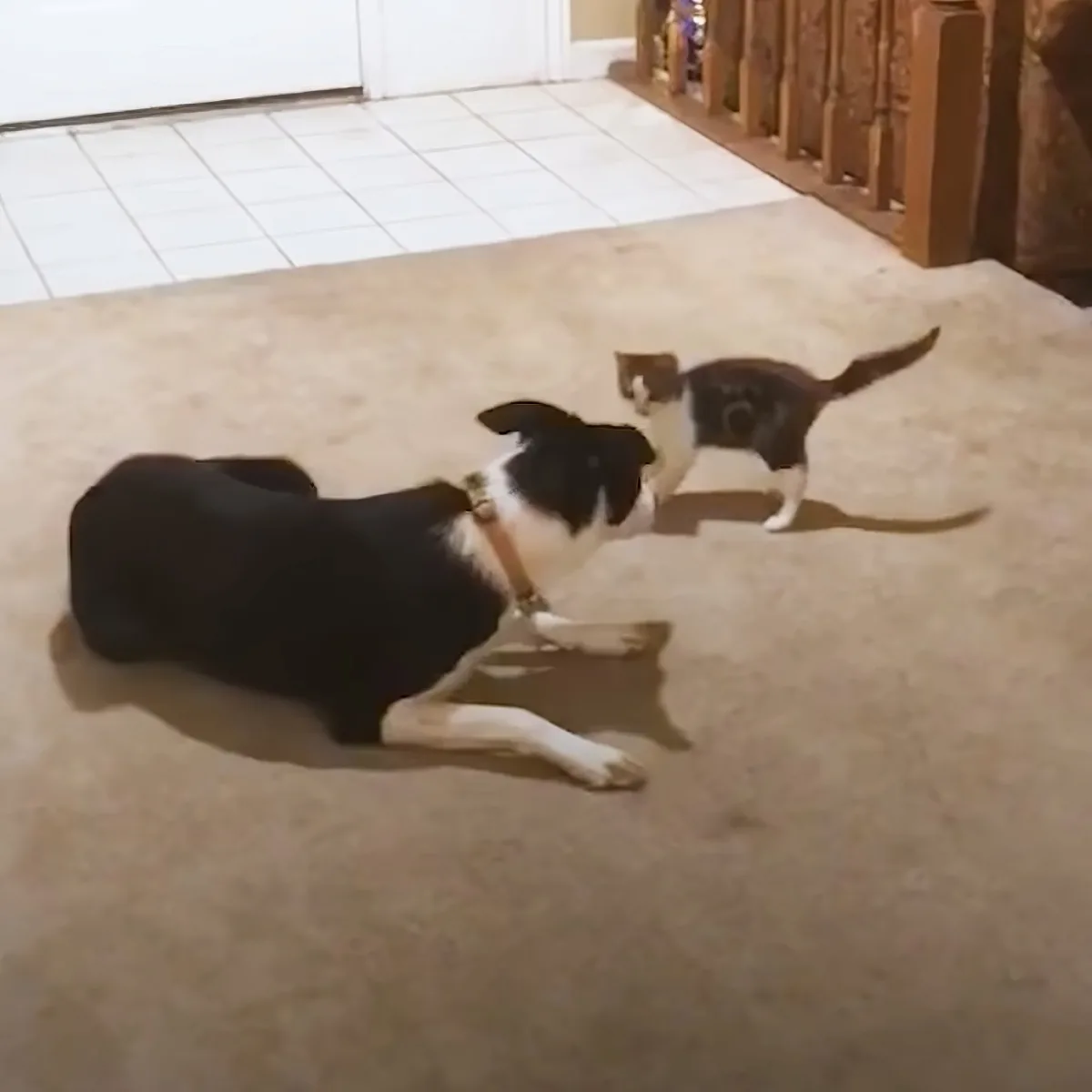 Adorable cat and dog