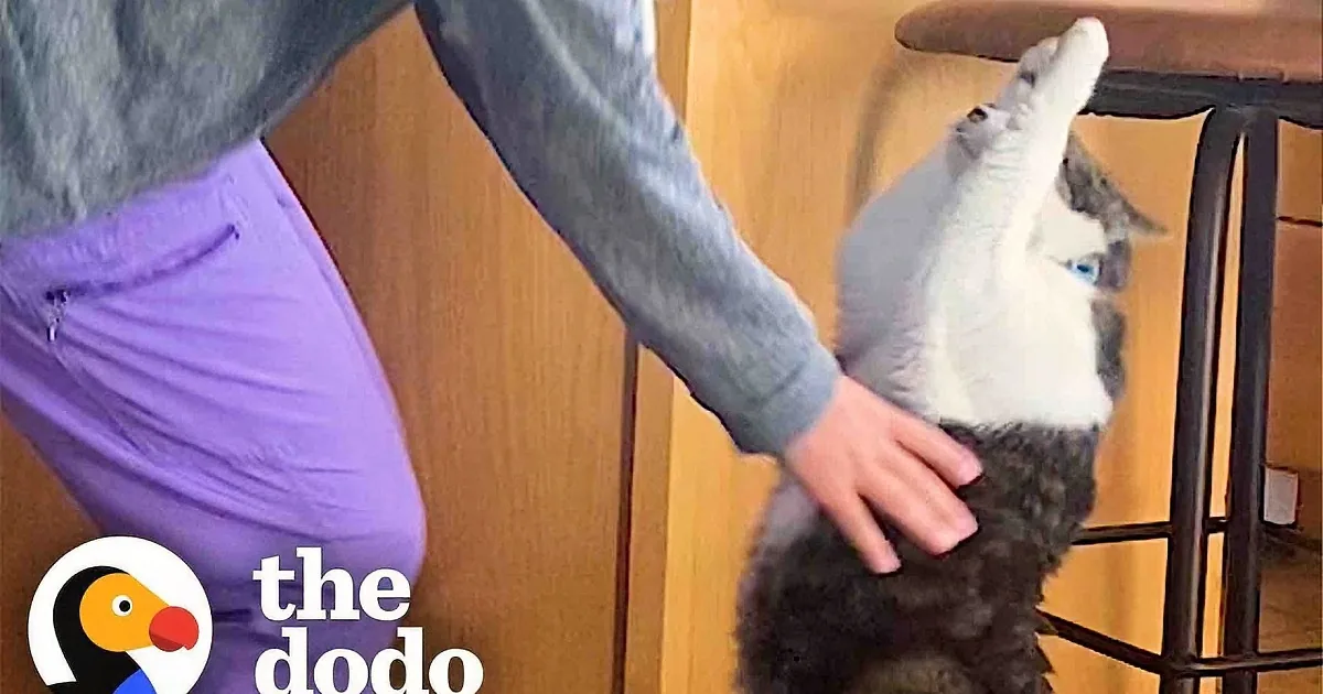 Adorable Cat Looks Just Like a Toddler Asking to Be Picked Up