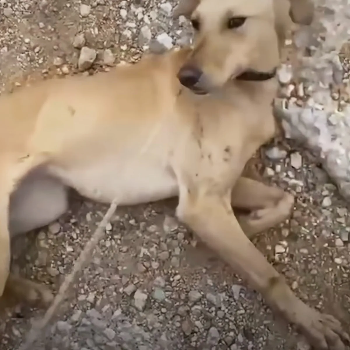 Chained up dog