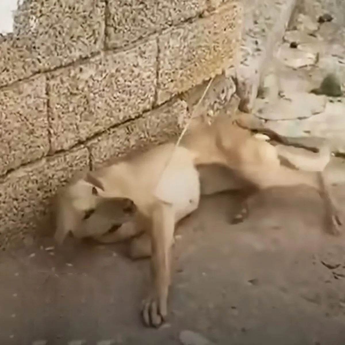 Chained up dog