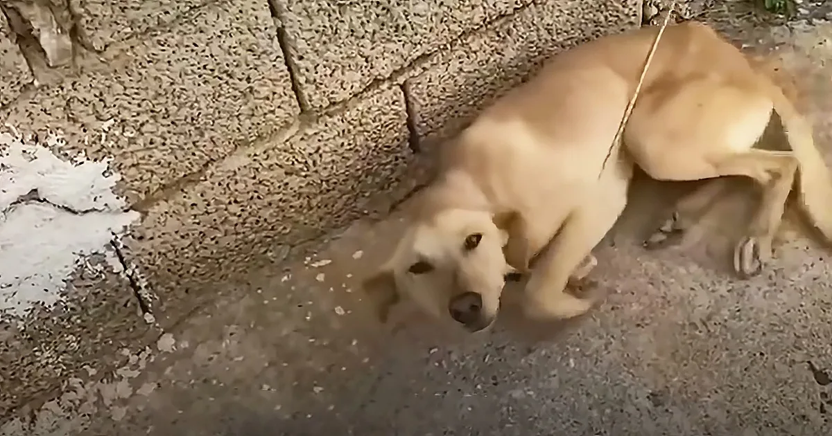 Chained up Dog Sees Rescuer, Immediately Starts Wagging Her Tail