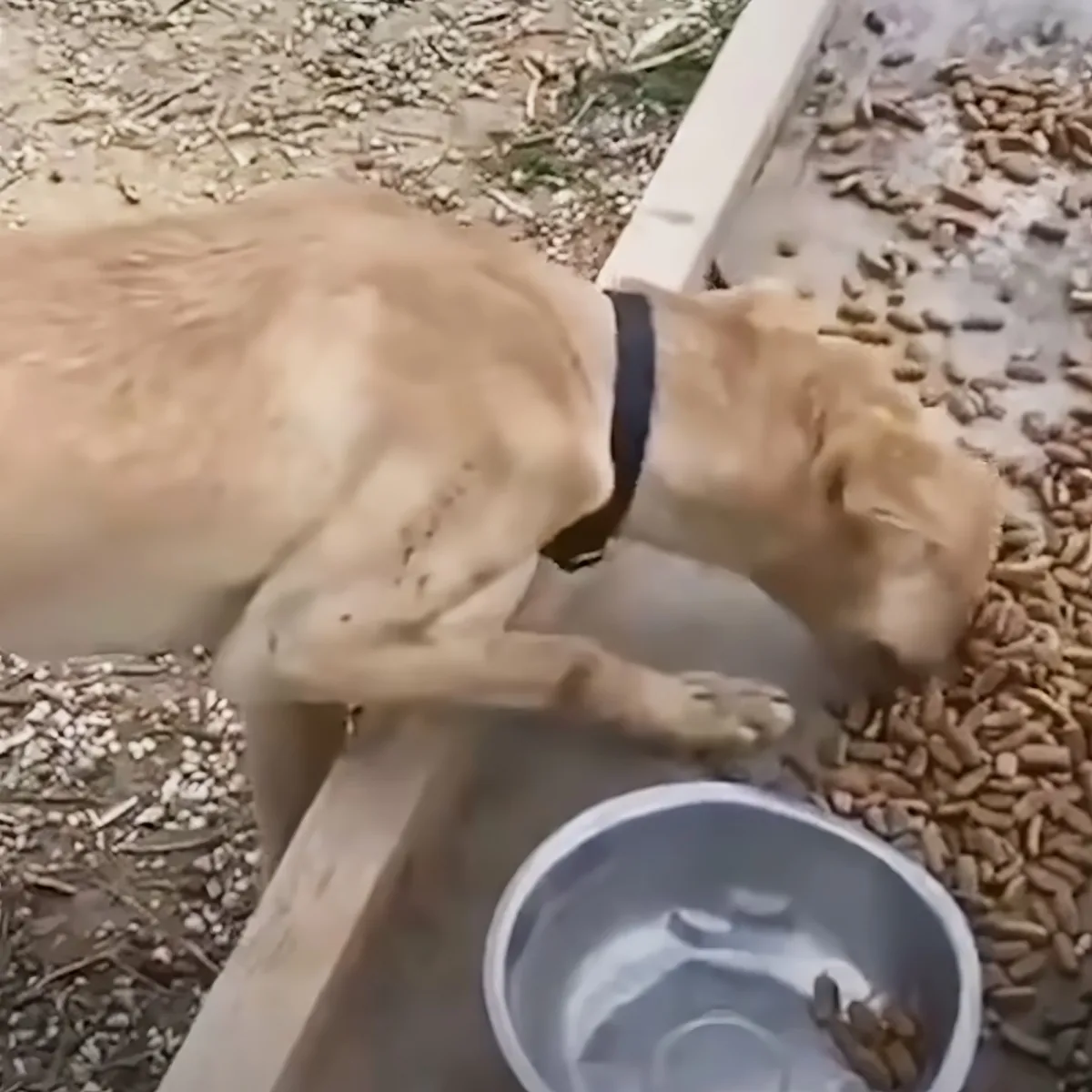 A light brown dog wearing a black collar is eating from a wooden trough filled with seeds.