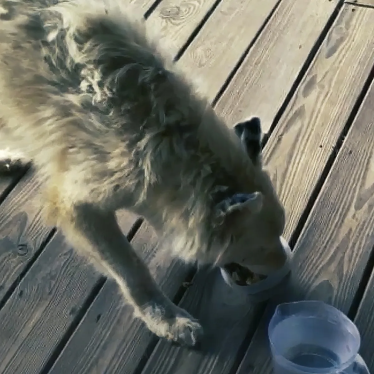 A dog with a fluffy coat is eating from a blue bowl on a wooden deck.